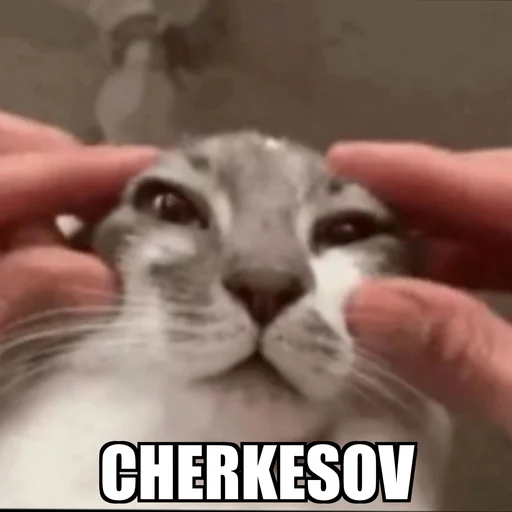 Стикер Cat