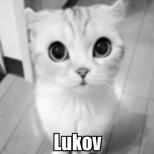 Стикер Cat
