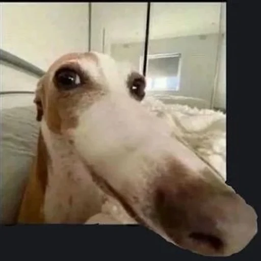 Стикер longnose style