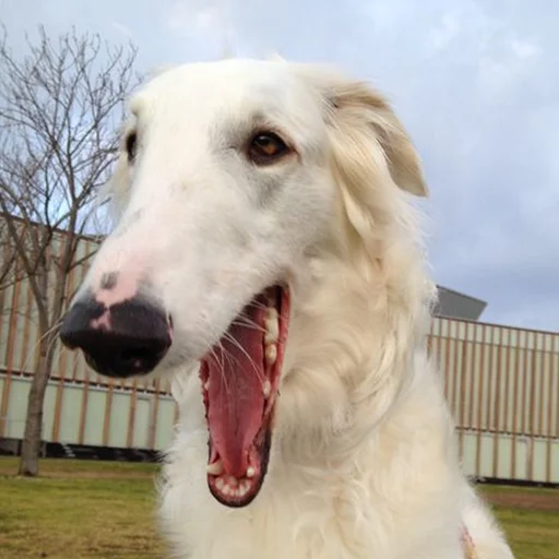 Стикер longnose style