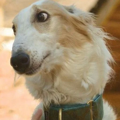 Стикер longnose style