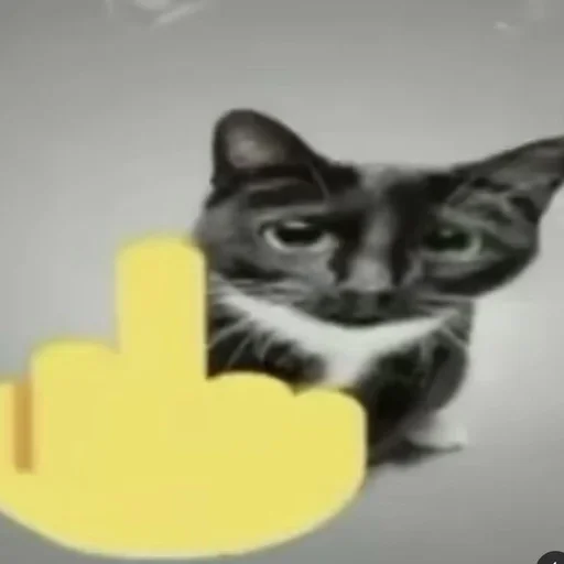 Стикер Cats memes
