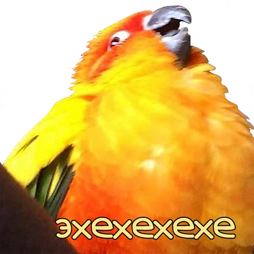 Стикер bird memes by loromoin