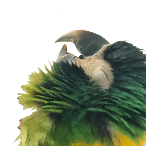 Стикер bird memes by loromoin