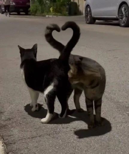 Стикер котики