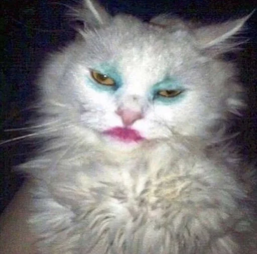 Стикер котики