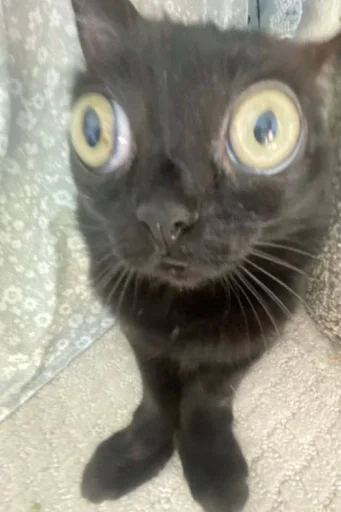 Стикер котики