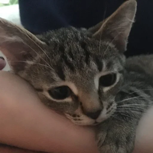 Стикер котеки🥺