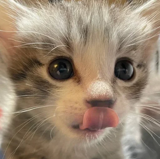 Стикер котеки🥺