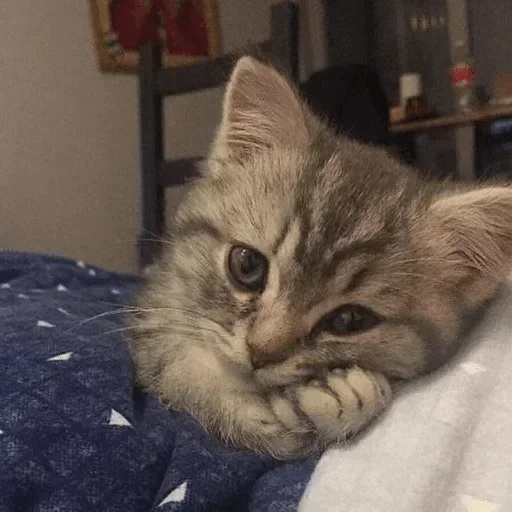 Стикер котеки🥺