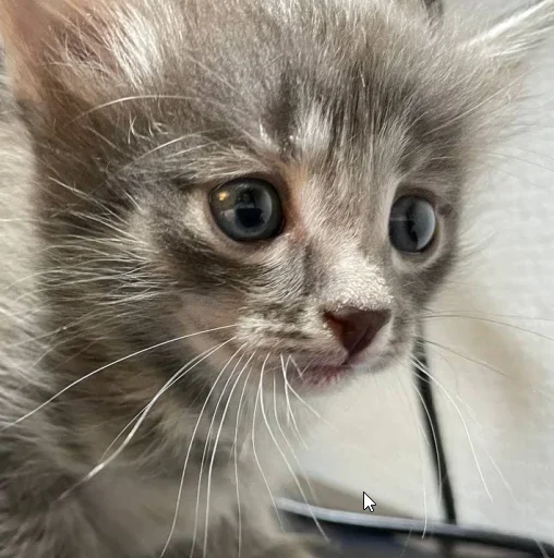 Стикер котеки🥺