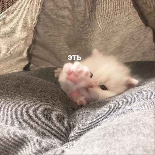 Стикер кисеныши