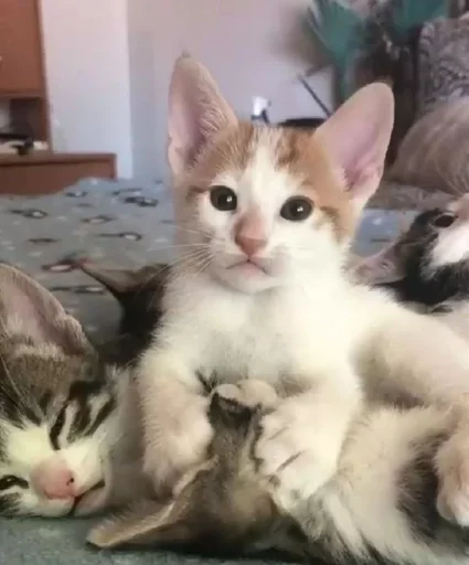 Стикер кисеныши