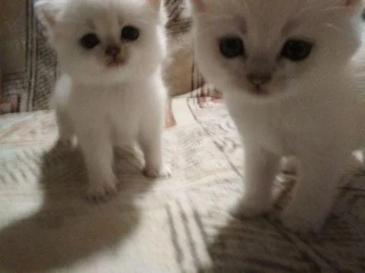 Стикер кисеныши