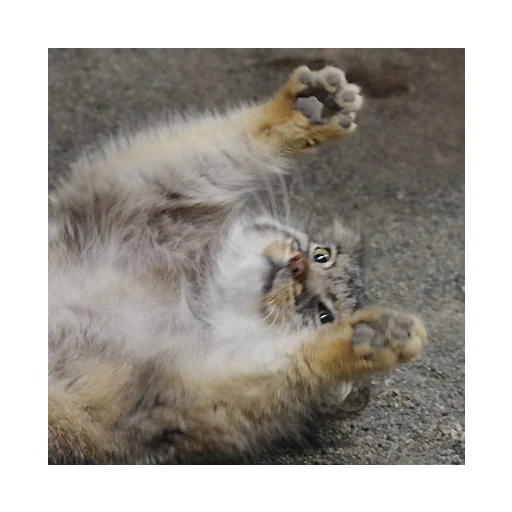 Стикер manuliki