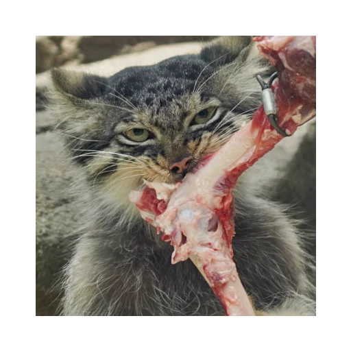 Стикер manuliki