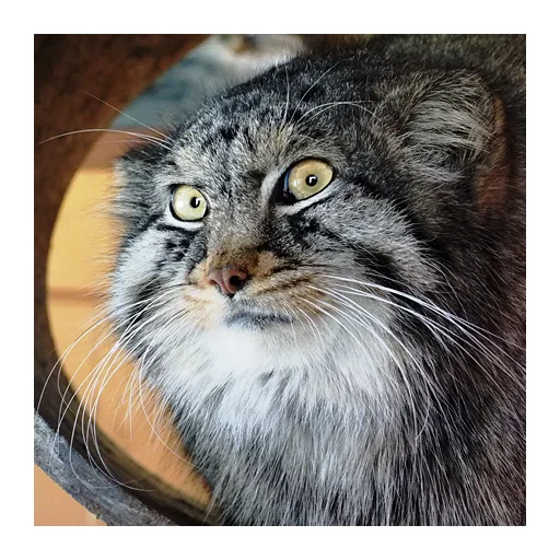 Стикер manuliki