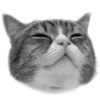 Эмодзи котики