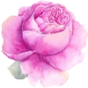 🌹