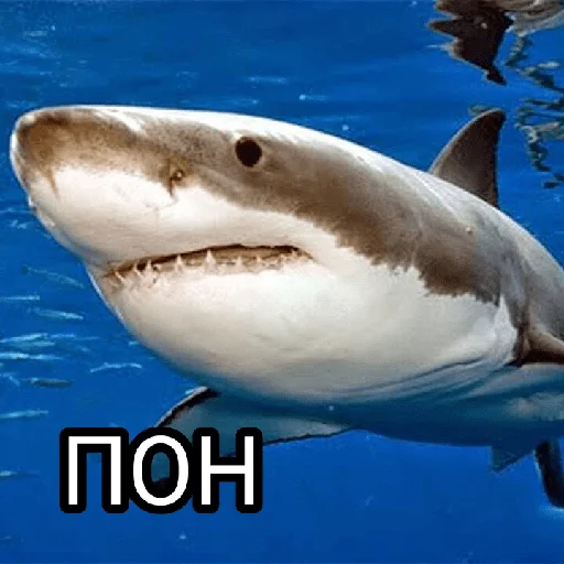 Стикер Memes 22