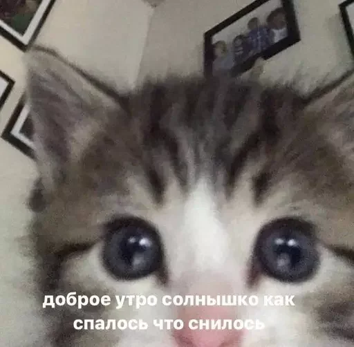Стикер 🌚🌸для важных переговоров 🌸🌚