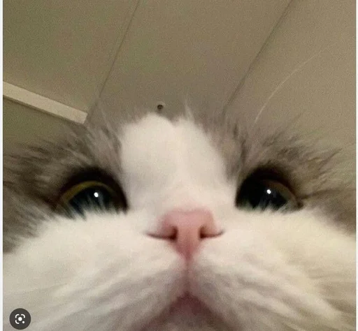 Стикер Мяу