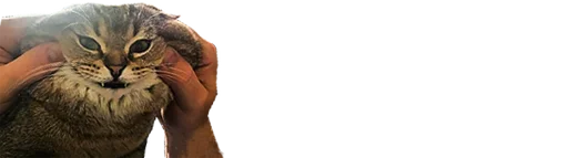 Стикер микро коты