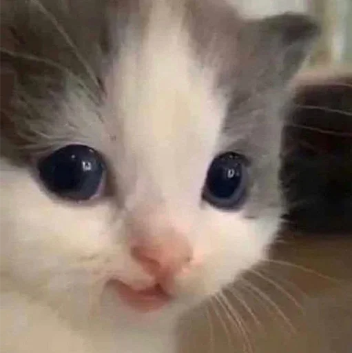 Стикер Котики