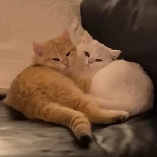 Стикер Котики