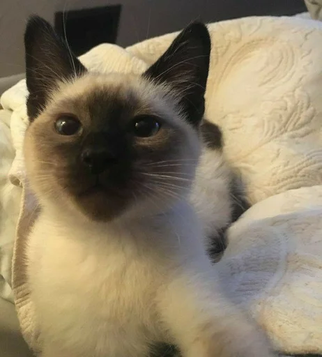 Стикер милота