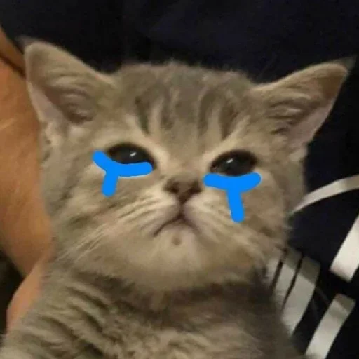 Стикер El pack de mininos definitivo