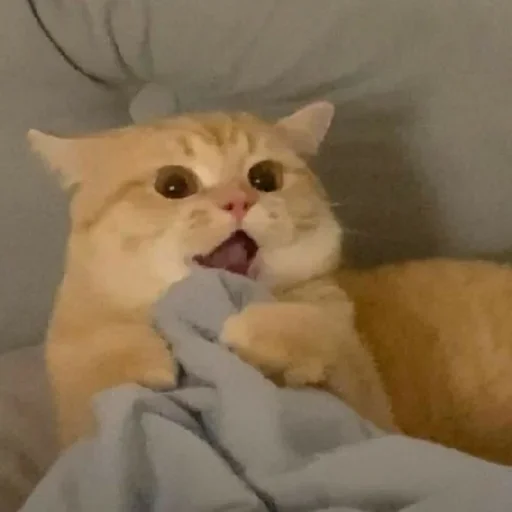 Стикер El pack de mininos definitivo