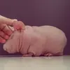 Стикер Gnome