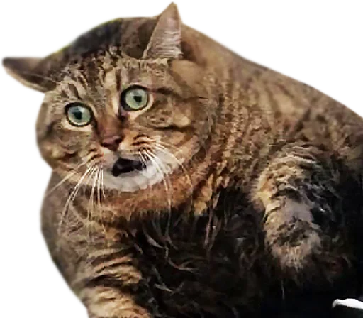 Стикер 젖은 샌들 (Wet-Sandal)