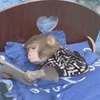 Эмодзи monkeys