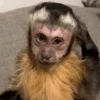 Эмодзи monkeys