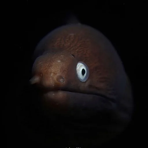 Стикер M-m-morays | Мурены