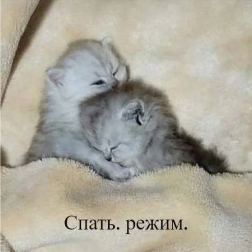 Стикер cats.mos?