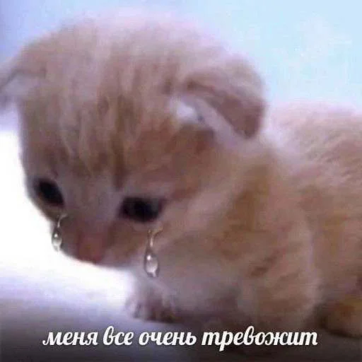 Стикер cats.mos?
