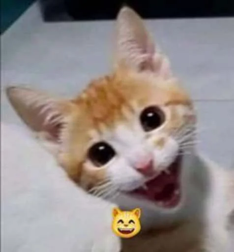 Стикер cats.mos?