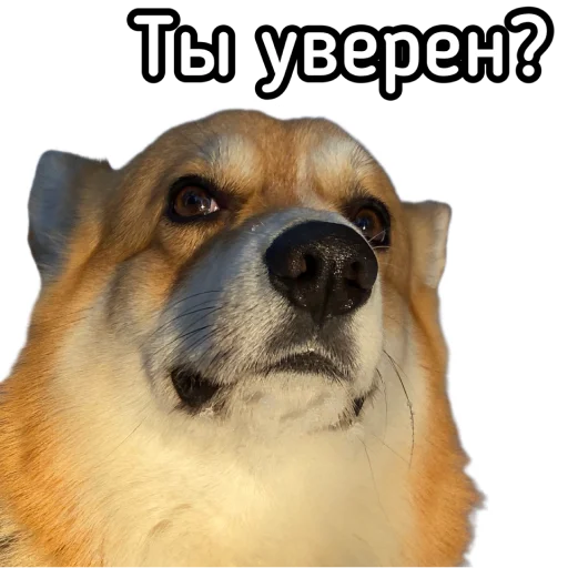 Стикер Маффин корги