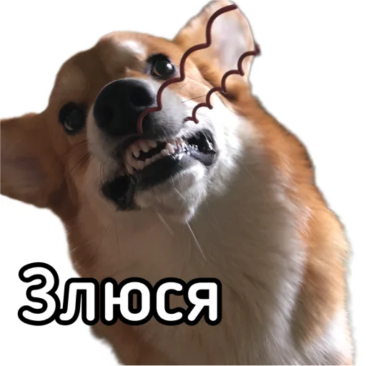 Стикер Маффин корги