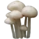 Стикер mushrooms