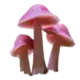 Стикер mushrooms