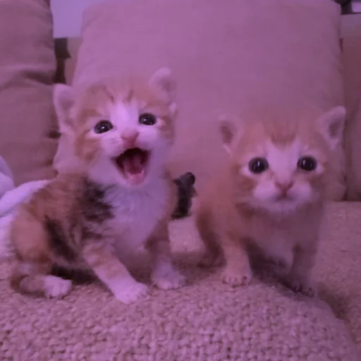 Стикер Cats | Котики