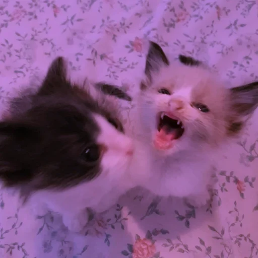Стикер Cats | Котики