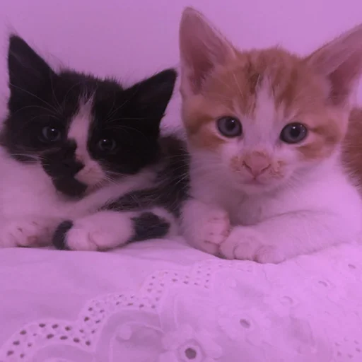 Стикер Cats | Котики
