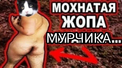 Стикер Мурчикостикеры