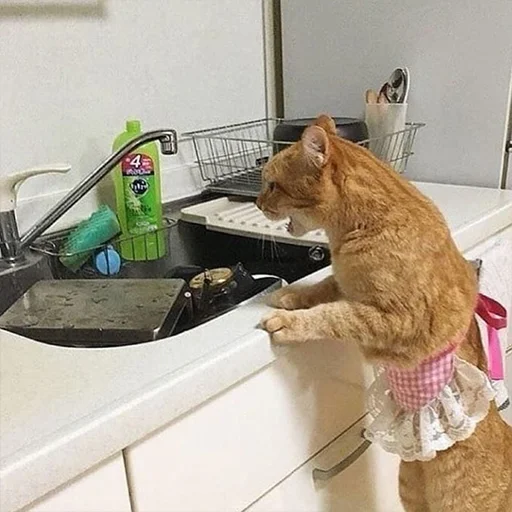 Стикер Мурлыки