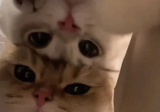 Стикер котики